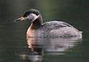 Podiceps grisegena